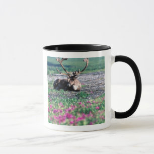 Taza EE. UU., Alaska, Parque Nacional Denali, Caribou
