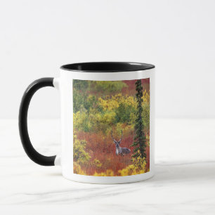 Taza EE. UU., Alaska, Parque Nacional Denali. Caribú