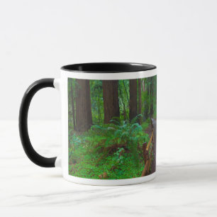 Taza EE. UU., California. Camino entre secuoyas