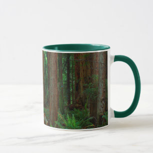 Taza EE. UU., California. Camino entre secuoyas en Muir