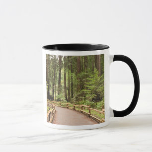 Taza EE.UU., California, Condado de Marin, Muir Woods