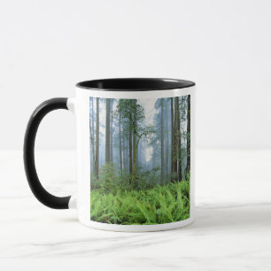 Taza EE. UU., California, Parque Nacional Redwood. Árbo