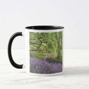 Taza EE. UU., California, Parque Nacional Redwood. Tier