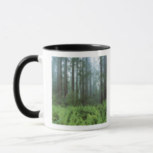 Taza EE. UU., California, Redwood NP. Helechos y