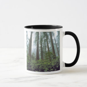 Taza EE. UU., California, Redwood NP. La niebla filtra 
