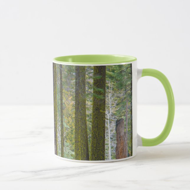 Taza EE.UU., California. Troncos de árbol cubiertos por (Derecha)