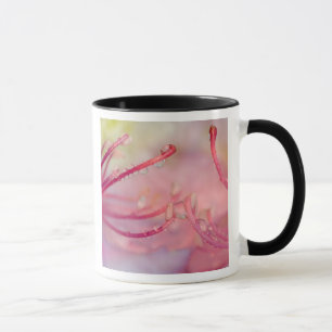 Taza EE. UU., Carolina del Norte. Rododendro de Catawba