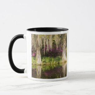 Taza EE. UU., Carolina del Sur, Charleston. Cipreses