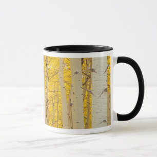 Taza EE. UU., Colorado. Aspens en Gunnison National