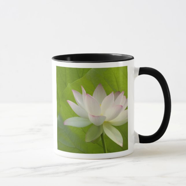 Taza EE. UU., DC, Washington, Kenilworth Acuático (Derecha)