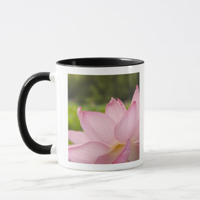 Taza EE. UU., DC, Washington, Kenilworth Acuático 2 (Izquierda)