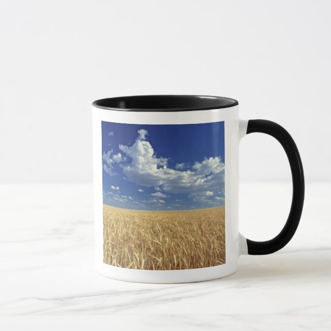 Taza EE. UU., Estado de Washington, Colfax. Trigo madur (Derecha)