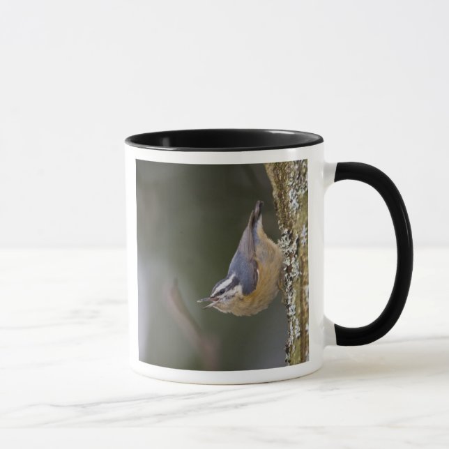 Taza EE.UU., Estado de Washington, Nuthatch de paliza r (Derecha)