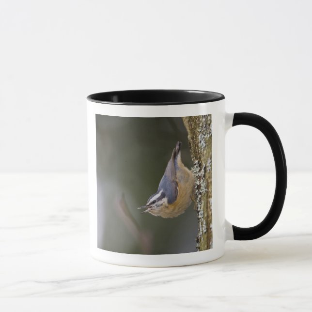 Taza EE. UU., Estado de Washington, Trepador pechirrojo (Derecha)