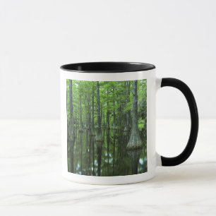 Taza EE. UU., Florida, Bosque Nacional Apalachicola, Ca