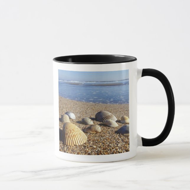 Taza EE. UU., Florida, conchas marinas costeras (Derecha)