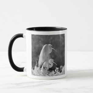 Taza EE. UU., Florida, Gran Garza Blanca (Ardea alba) i