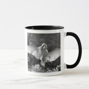 Taza EE. UU., Florida, Gran Garza Blanca (Ardea alba) i