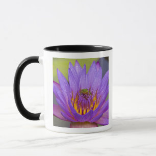 Taza EE. UU., Florida, lago Kissimmee. Rana de hoja ver