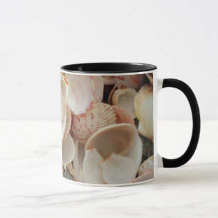 Taza EE. UU., Florida. Primer plano de conchas en Santa