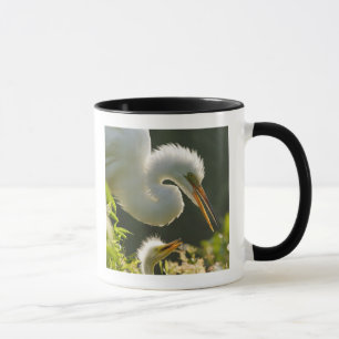 Taza EE. UU., Florida, St. Augustine, granja de caimane