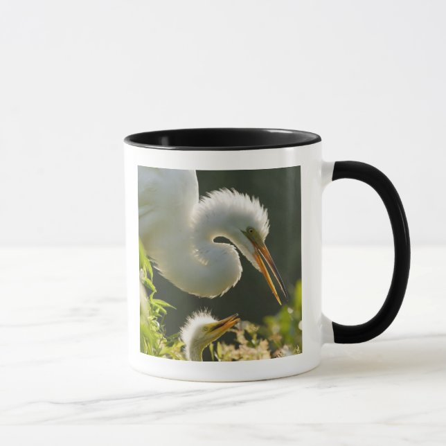 Taza EE. UU., Florida, St. Augustine, granja de caimane (Derecha)