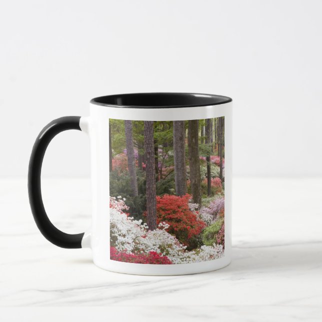 Taza EE. UU., Georgia, Pine Mountain. Un bosque de (Izquierda)