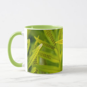 Taza EE. UU., Hawái, Isla Grande. Helecho verde tropica