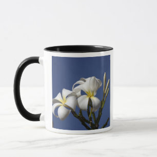 Taza EE. UU., Hawái, Kauai, plumeria blanca.