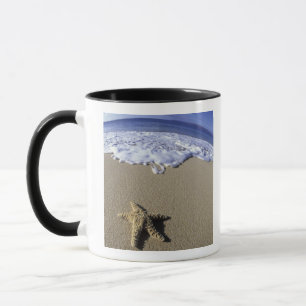 Taza EE.UU., Hawaii, Maui, Makena Beach, Starfish y