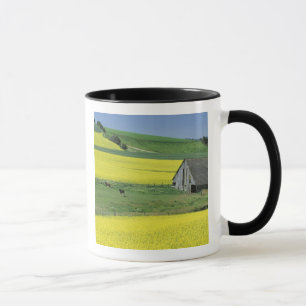 Taza EE. UU., Idaho, cerca de Potlatch, Canola y antigu