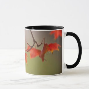 Taza EE. UU., Kansas, Hojas Rojas a Principios de Otoño