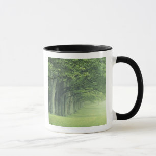 Taza EE. UU., Kentucky. Fila de árboles en primavera