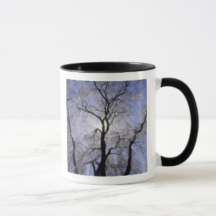 Taza EE. UU., Kentucky, Lexington. Árbol con iluminació