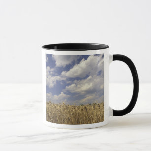 Taza EE.UU., Kentucky, Louisville. Cultivos de trigo y