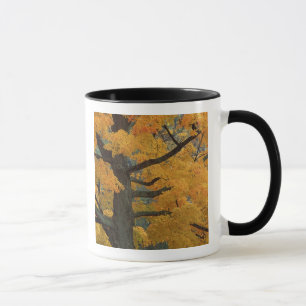 Taza EE. UU., Michigan, Primer plano del árbol de arce