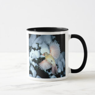 Taza EE. UU., Minnesota, Mendota Heights, Cardenal hemb