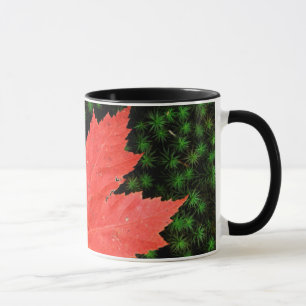 Taza EE. UU., Misuri, Bosque Nacional Mark Twain