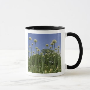 Taza EE. UU., Nueva Inglaterra, Massachusetts, Boston,