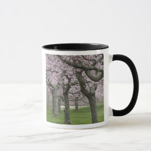 Taza EE. UU., Nueva York, East Hampton. Cerezos en