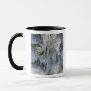 Taza EE. UU., Oregón, Bend. El hielo en el pino Pondero