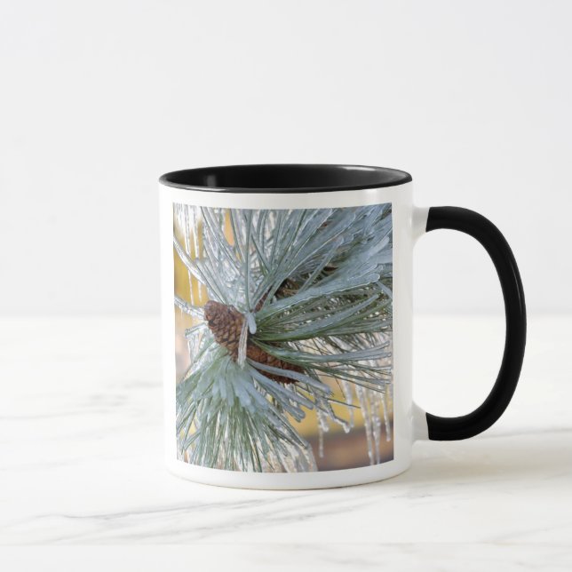 Taza EE.UU., Oregón, Bend. Las agujas de pino Ponderosa (Derecha)