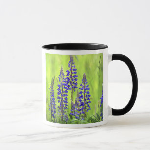 Taza EE. UU., Oregón, Bosque Nacional Mt. Hood, Lupino
