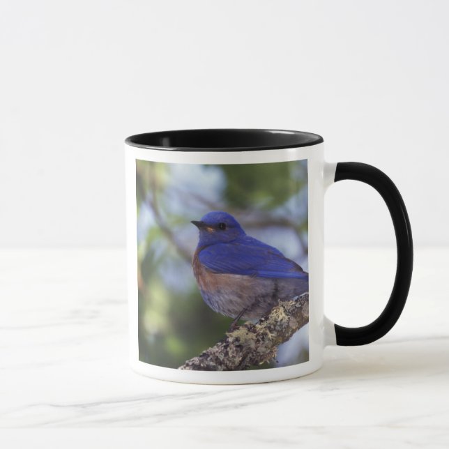 Taza EE. UU., Oregón. Macho de azulejo occidental (Derecha)