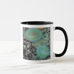 Taza EE. UU., Oregón, Neptuno SP. Mar de tonos brillant