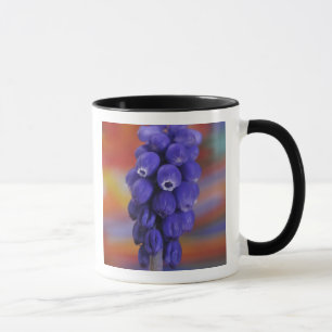 Taza EE. UU., Oregón, Portland. Primer plano de uva azu