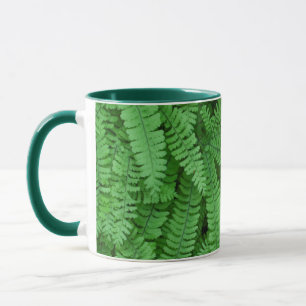Taza EE. UU., Oregón, Silverton. Helechos culantrillo