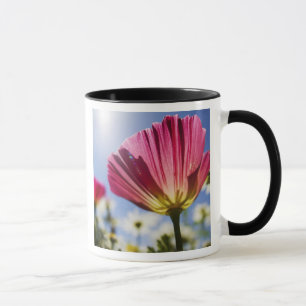 Taza EE. UU., Oregón, Valle de Willamette, Primer plano