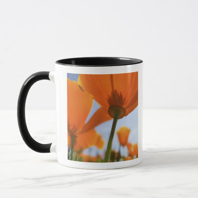 Taza EE. UU., Oregón, Valle de Willamette, Primer plano (Izquierda)