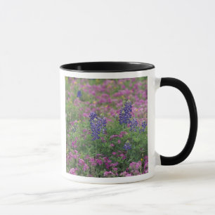 Taza EE. UU., Texas Hill Country. Lupinos entre flox